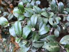 Eurya crenatifolia