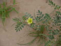 Tribulus pentandrus