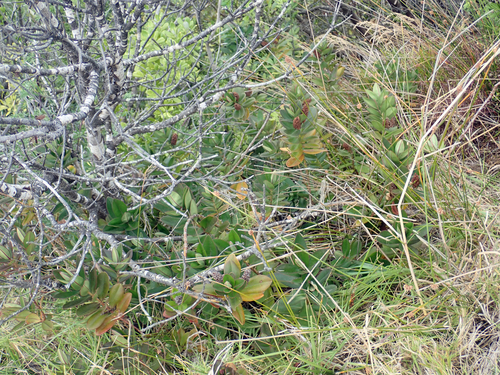Veronica speciosa