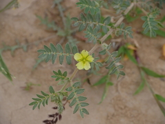 Tribulus pentandrus