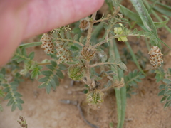 Tribulus pentandrus