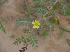 Tribulus pentandrus