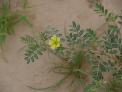Tribulus pentandrus
