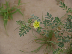 Tribulus pentandrus