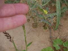 Tribulus pentandrus