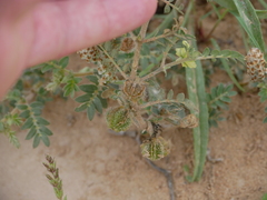 Tribulus pentandrus