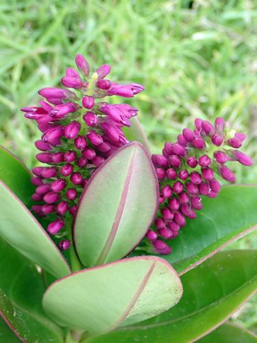 Veronica speciosa