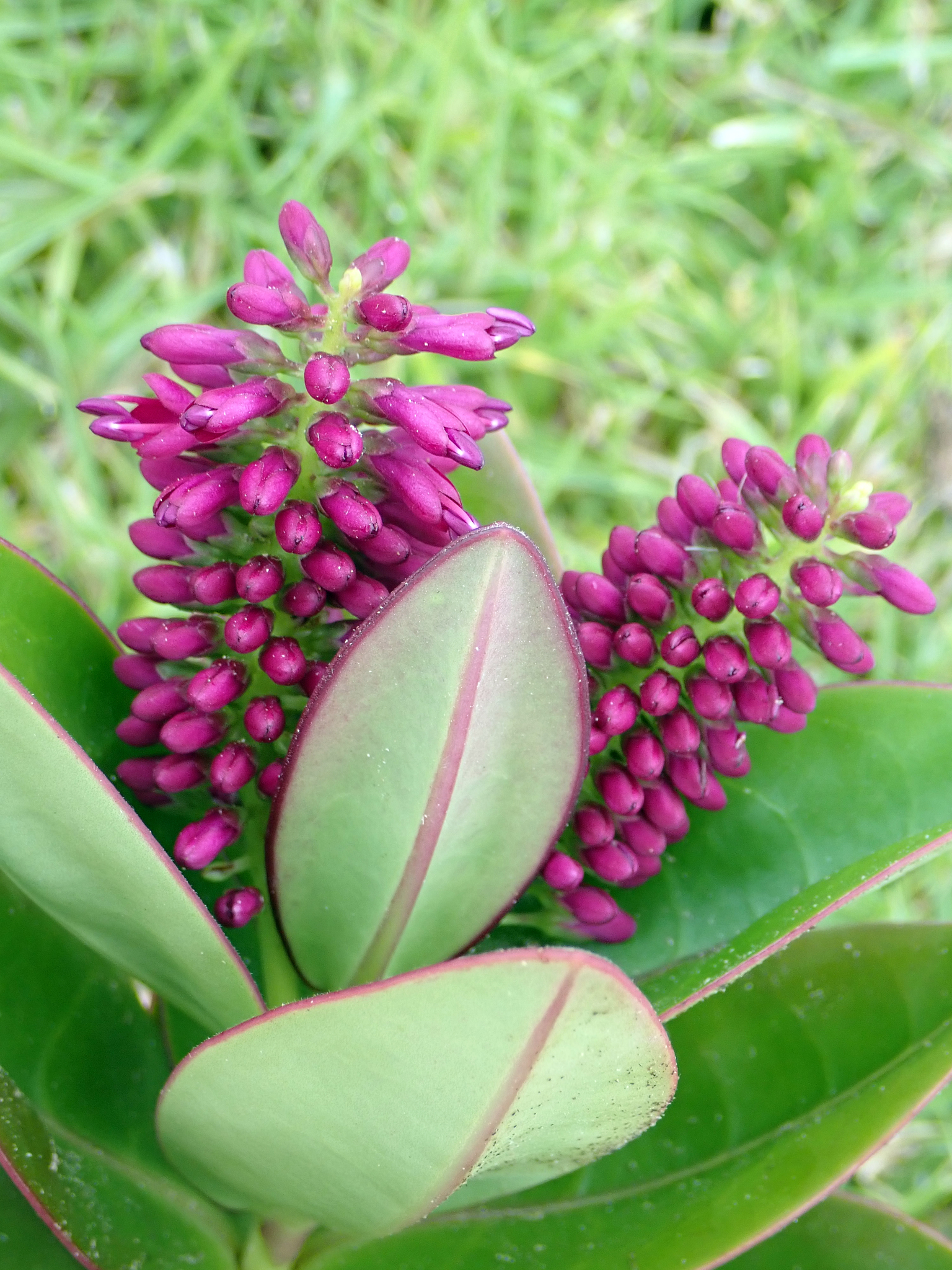 Veronica speciosa
