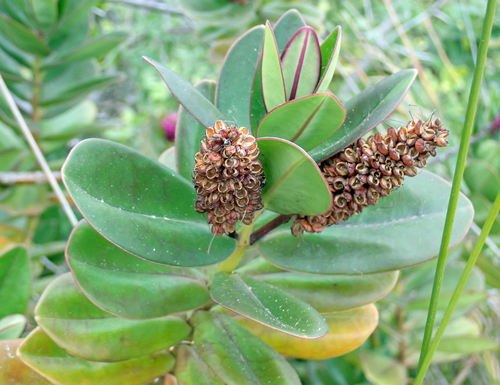 Veronica speciosa