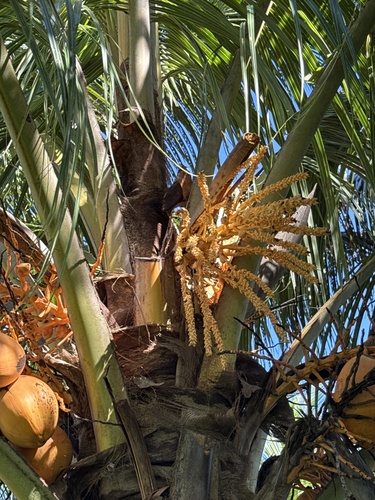 coconut palm