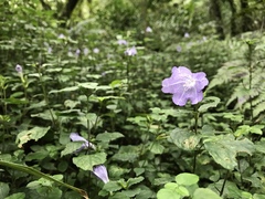 Strobilanthes rankanensis