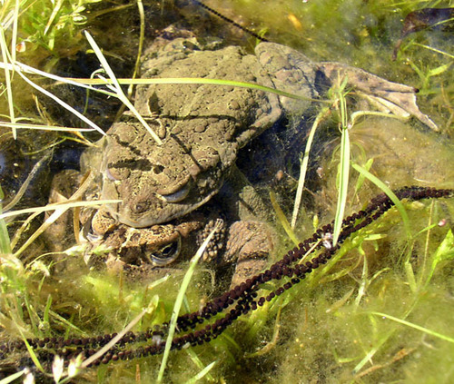 iNaturalist observation photo of Western Toad