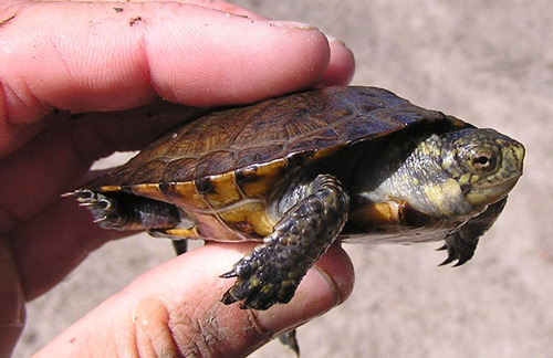 iNaturalist observation photo of Northwestern Pond Turtle
