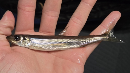 American smelt (Osmerus mordax) — Osmeridae — 5