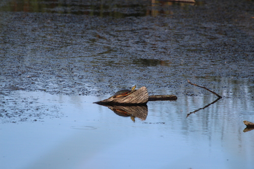 Western Painted Turtle