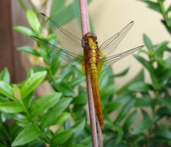Orthetrum testaceum