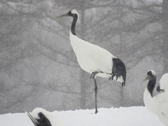 Grus japonensis