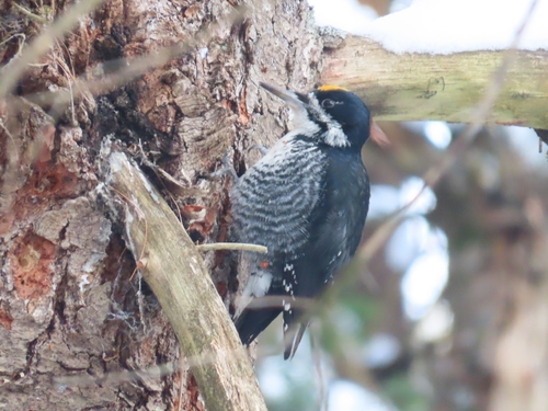 Black-backed Woodpecker (Picoides arcticus), photo 6