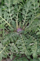 Platycarpha glomerata