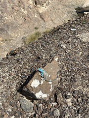 Pseudotrapelus jensvindumi