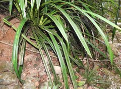 Pandanus austrosinensis