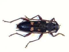 Phoracantha punctata