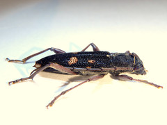 Phoracantha punctata