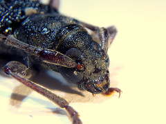 Phoracantha punctata