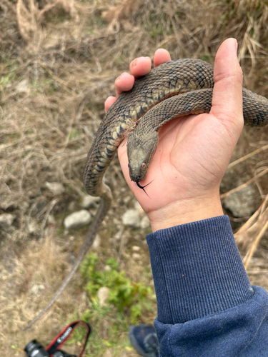 Diamondback Watersnake