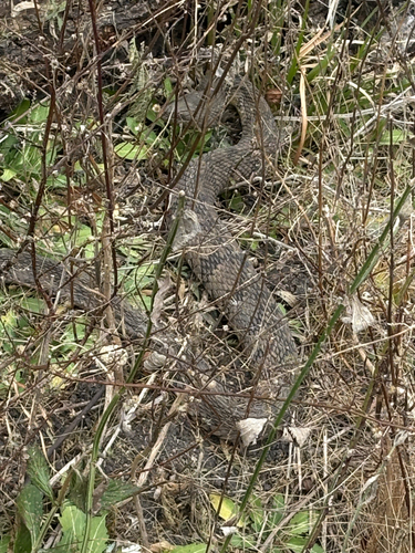 Diamondback Watersnake