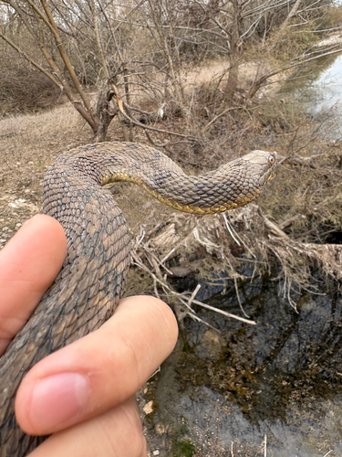 Diamondback Watersnake