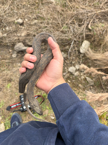 Diamondback Watersnake