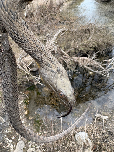 Diamondback Watersnake