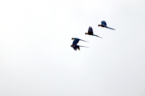 Blue-and-yellow Macaw (Ara ararauna), photo 5