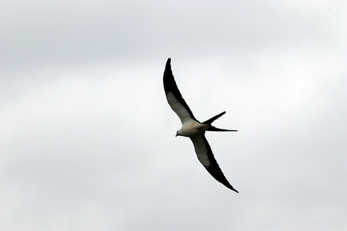 Swallow-tailed Kite (Elanoides forficatus), photo 4