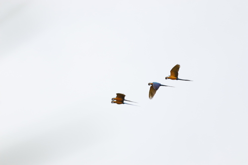 Blue-and-yellow Macaw (Ara ararauna), photo 6
