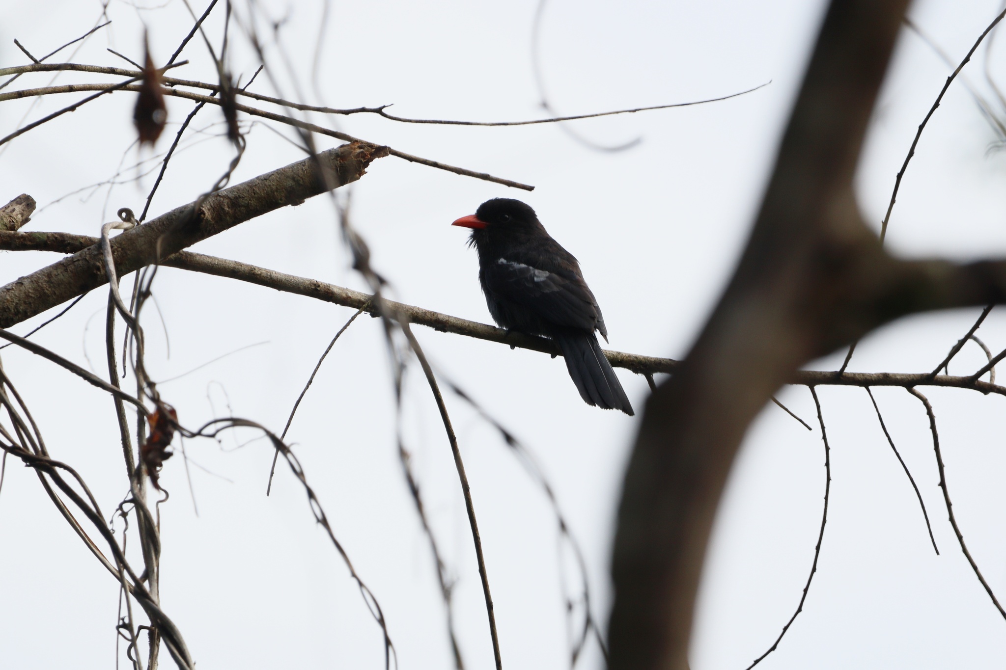 Black Nunbird (Monasa atra), photo 3
