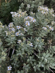 Olearia moschata
