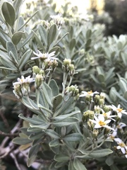 Olearia moschata