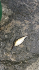 Torquigener squamicauda