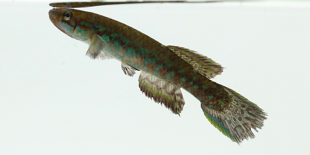 Gérys killi (Scriptaphyosemion geryi) — Nothobranchiidae