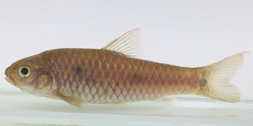 Tiekoro barb (Enteromius tiekoroi) — Cyprinidae — 5