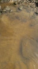 Hemitrygon fluviorum