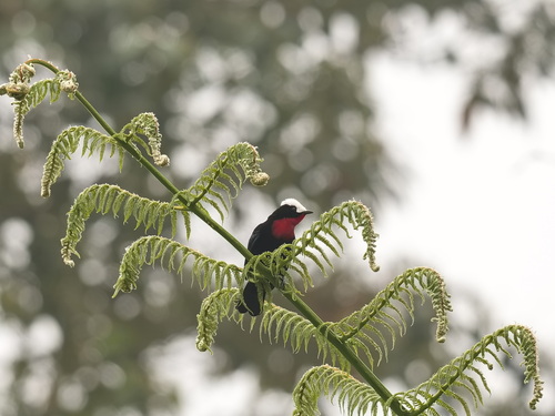White-capped Tanager (Sericossypha albocristata), photo 5