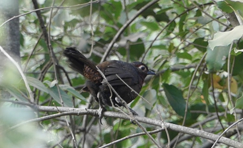 Chestnut-throated Huet-huet (Pteroptochos castaneus), photo 8