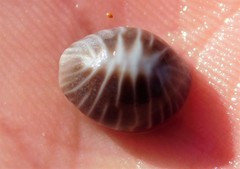 Pseudopusula californiana