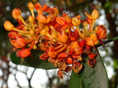 Saraca indica