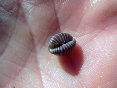 Pseudopusula californiana