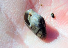 Atrimitra idae