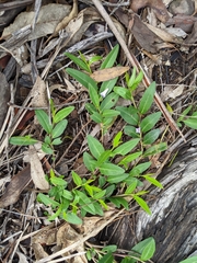 Eremophila debilis